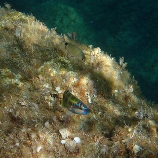 Sottocosta …a cura di Ghjuvan Pasquale