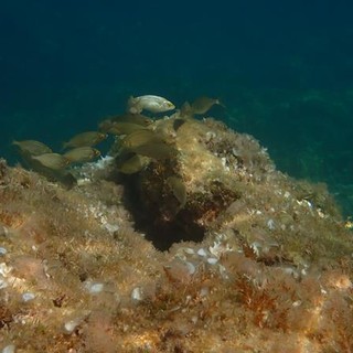 Sottocosta …a cura di Ghjuvan Pasquale