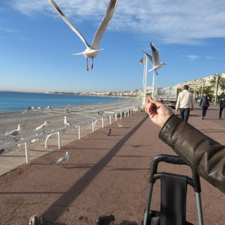 Avviata a Nizza la campagna di sterilizzazione dei gabbiani