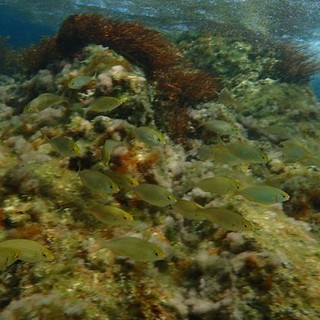 Sottocosta …a cura di Ghjuvan Pasquale