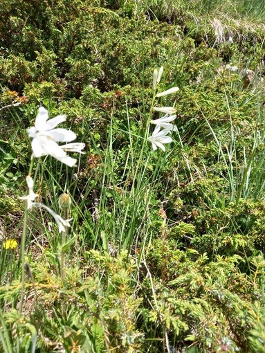 "Gigli di San Bruno", fotografia di Guglielmo Talarico "Gigli di San Bruno", fotografia di Guglielmo Talarico
