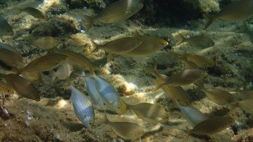 Sottocosta …a cura di Ghjuvan Pasquale