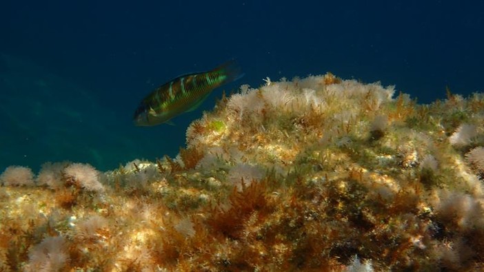 Sottocosta …a cura di Ghjuvan Pasquale