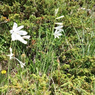 "Gigli di San Bruno", fotografia di Guglielmo Talarico