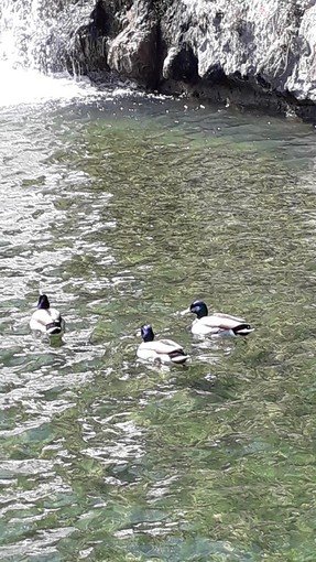 "Passeggiata rilassante" di Nicole Geron