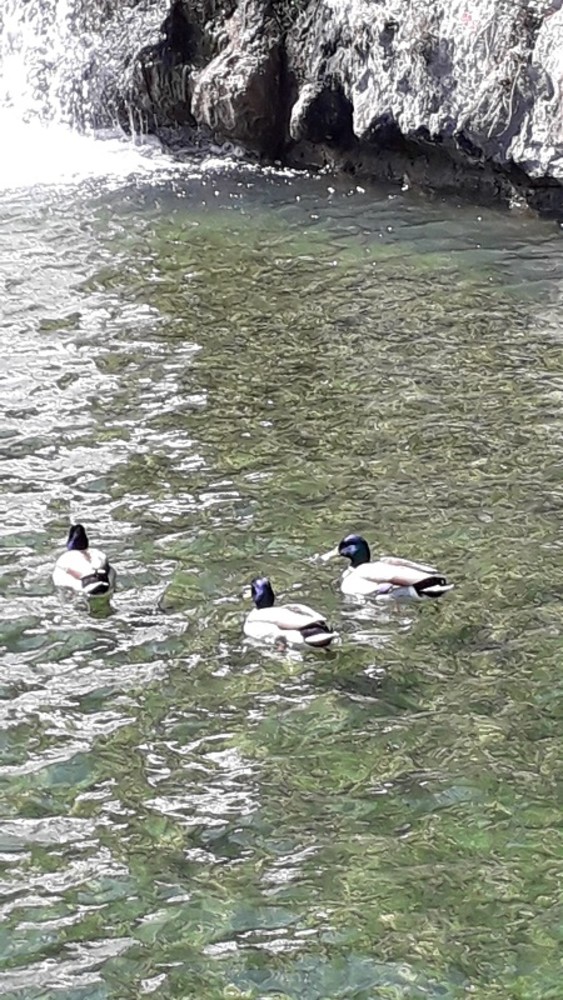 "Passeggiata rilassante" di Nicole Geron