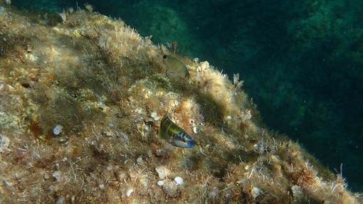 Sottocosta …a cura di Ghjuvan Pasquale