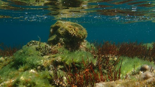 Sottocosta …a cura di Ghjuvan Pasquale