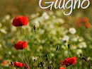 Benvenuto “Giugno con la falce in pugno”, il mese in onore della dea Giunone