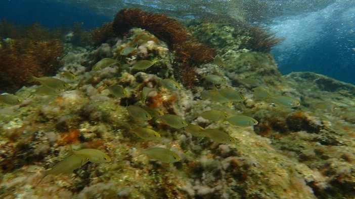 Sottocosta …a cura di Ghjuvan Pasquale Sottocosta …a cura di Ghjuvan Pasquale