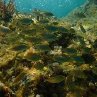 Sottocosta …a cura di Ghjuvan Pasquale