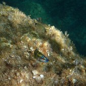 Sottocosta …a cura di Ghjuvan Pasquale Sottocosta …a cura di Ghjuvan Pasquale