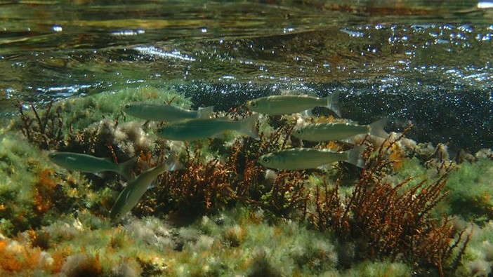 Sottocosta …a cura di Ghjuvan Pasquale Sottocosta …a cura di Ghjuvan Pasquale