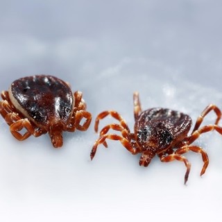 Le zecche giganti Hyalomma marginatum