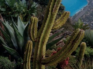 Philippe Chancel, serie « Paysage », Motivi, prospettive, orizzonti: il giardino esotico di Èze, 2025. Serie prodotta per la mostra dal Nouveau Musée National de Monaco. Courtesy Galerie Polka © Philippe Chancel / Adagp, Parigi, 2025. Philippe Chancel, serie « Paysage », Motivi, prospettive, orizzonti: il giardino esotico di Èze, 2025. Serie prodotta per la mostra dal Nouveau Musée National de Monaco. Courtesy Galerie Polka © Philippe Chancel / Adagp, Parigi, 2025.