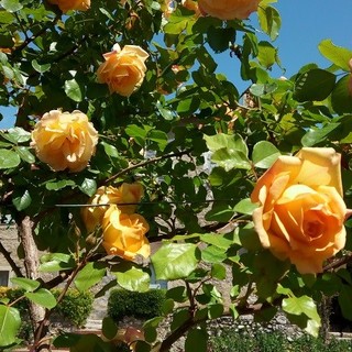 "Il tempo delle rose" di Nicole Geron