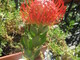 Fiori di Protea del Sudafrica a Monte-Carlo Fiori di Protea del Sudafrica a Monte-Carlo