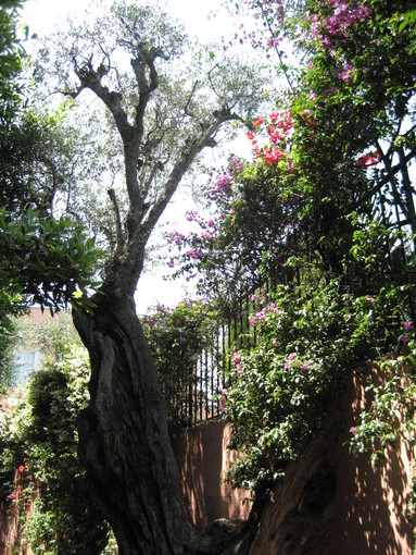 Il meriggio di Saint Jean Cap Ferrat. Immagini