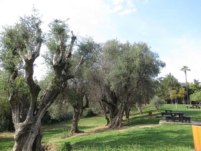 Nuovi casi di contaminazione da parte della Xylella Fastidiosa Nuovi casi di contaminazione da parte della Xylella Fastidiosa