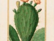 Pierre-Joseph Redouté, Cactus coccinellifer (Linné), America meridionale, [s.d.]. Muséum national d’Histoire naturelle, Collezione dei velini, portafoglio 49, foglio 58. Fotografia: Tony Querrec (RMN).