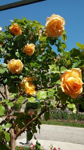 "Il tempo delle rose" di Nicole Geron