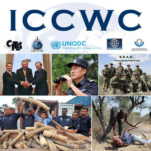 Ministro Tonelli: "I crimini contro le specie protette devono essere duramente combattuti"