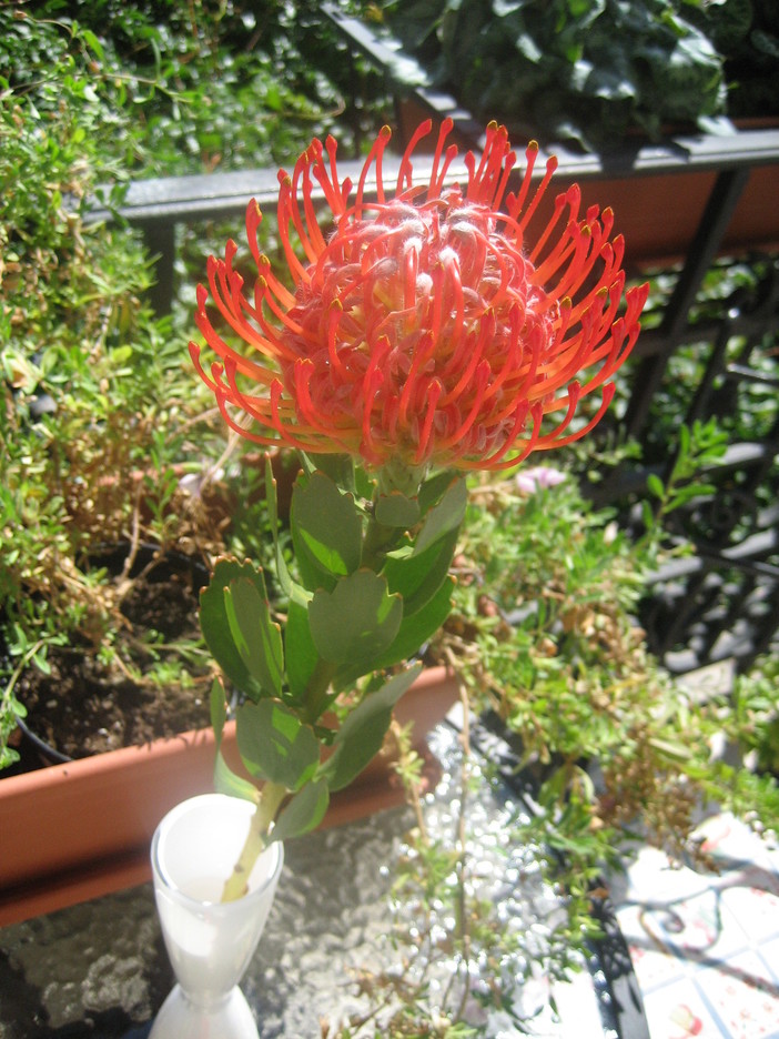 Fiori di Protea del Sudafrica a Monte-Carlo Fiori di Protea del Sudafrica a Monte-Carlo