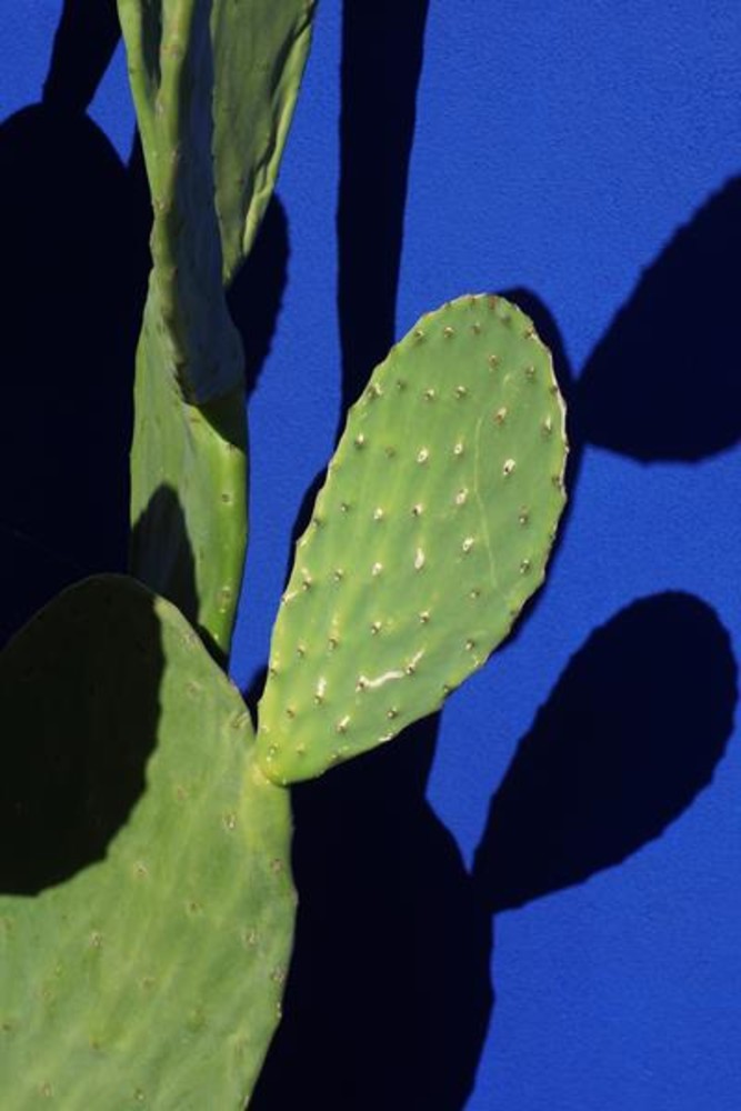 Cactus 2021 @Jessica Backhaus, Cactus 2021 @Jessica Backhaus,