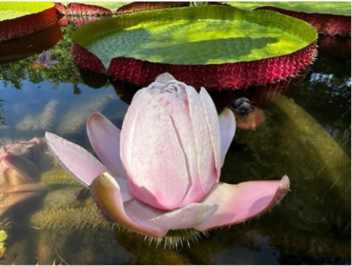 Jardin du Val Rahmeh  ©MNHN C. Joulin