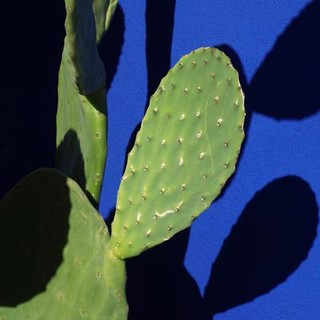 Cactus 2021 @Jessica Backhaus,