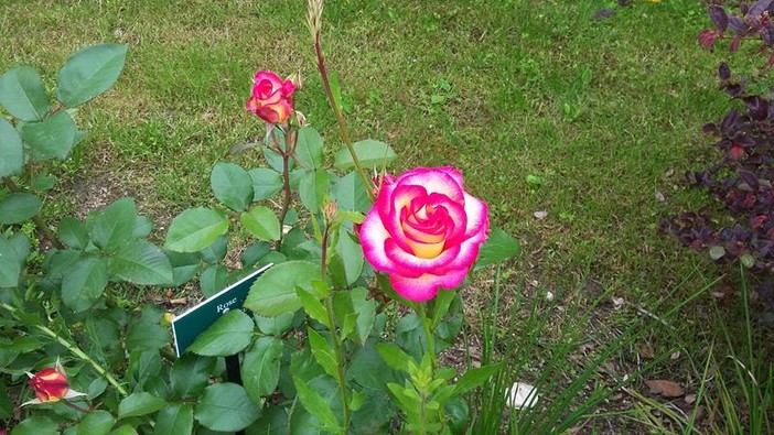 "Colori e profumi" di Milena Visentini