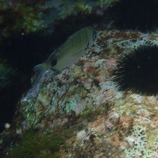 Sottocosta …a cura di Ghjuvan Pasquale