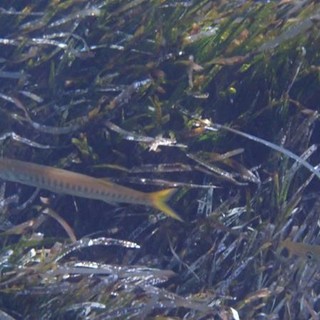 Sottocosta …a cura di Ghjuvan Pasquale