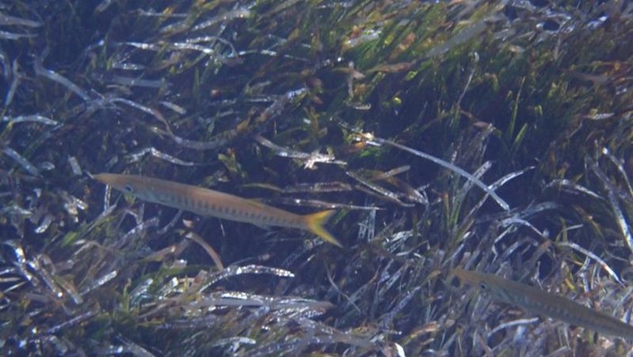 Sottocosta …a cura di Ghjuvan Pasquale Sottocosta …a cura di Ghjuvan Pasquale