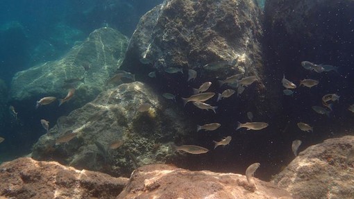 Sottocosta …a cura di Ghjuvan Pasquale