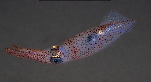 Ludwig Van – Écouter pour s’entendre