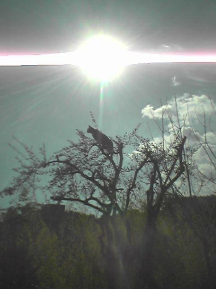 "Gatto acrobata", fotografia di Cristina Lamberti