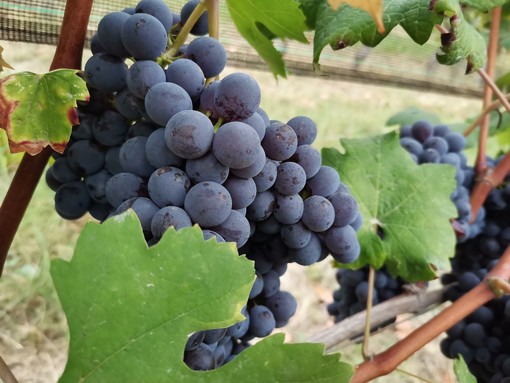 Terre del Barolo: ottima qualità dell’uva