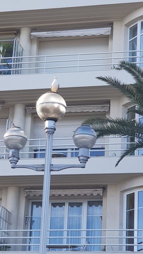 "TLa vedetta" di Patrizia Savarese