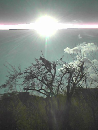 "Gatto acrobata", fotografia di Cristina Lamberti