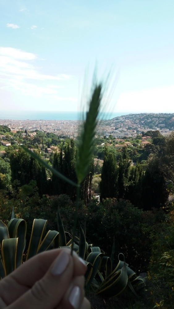 "La spiga" di Nicole Geron