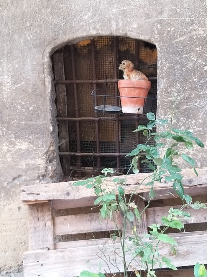 "La cuccia", fotografia di Luigi Picco