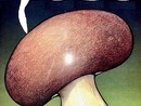 Quando una vignetta vale come mille editoriali Quando una vignetta vale come mille editoriali