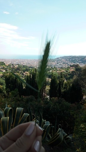 "La spiga" di Nicole Geron