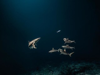 Requins dans la nuit © Laurent Ballesta Requins dans la nuit © Laurent Ballesta