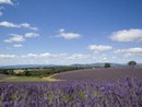 La lavanda di Provenza verso il riconoscimento UNESCO?