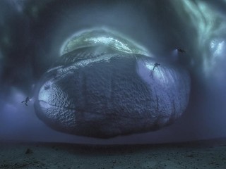 La face cachée de l’iceberg, Terre Adélie, © Laurent Ballesta La face cachée de l’iceberg, Terre Adélie, © Laurent Ballesta