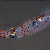 Ludwig Van – Écouter pour s’entendre Ludwig Van – Écouter pour s’entendre