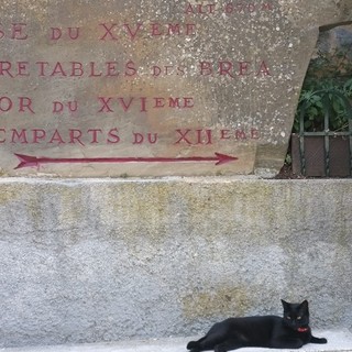 "Gatto nero", fotografia di Luigi Picco