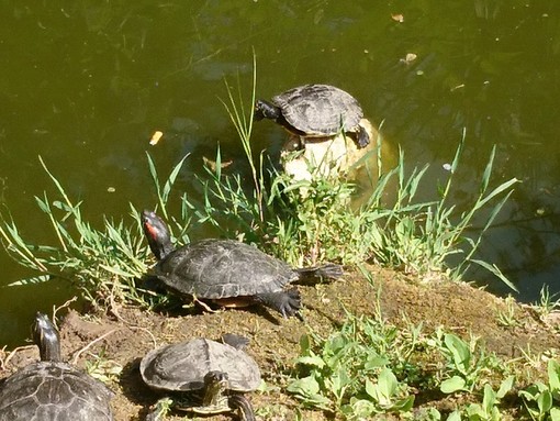 "Refrigerio" di Luciano Tomasi